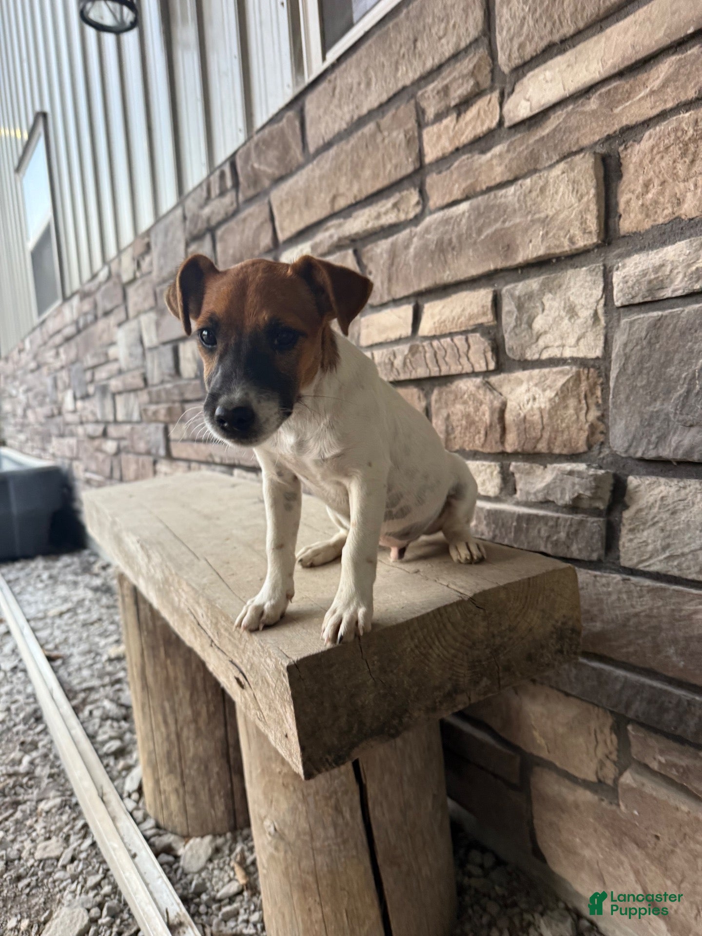 Jack Russell Terrier dogs for sale: UKC Zane  - Ad 2