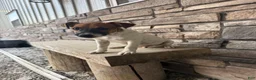 Jack Russell Terrier dogs for sale: UKC Zane  - Ad 2