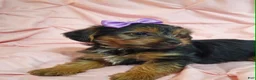 Yorkshire Terrier dogs for sale: PIXIE-POTTY AND CRATE TRAINED - Ad 5