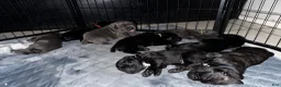 Cane Corso dogs for sale: Arthur (bolt) - Ad 7