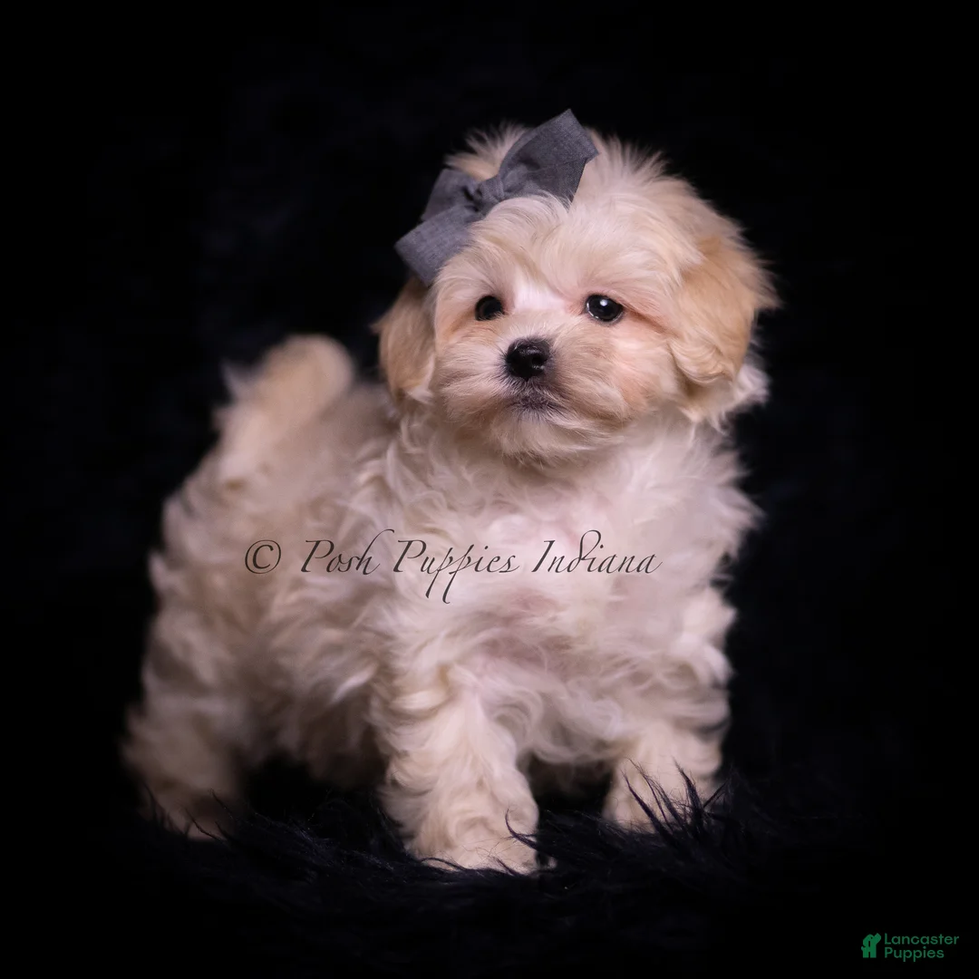 Maltipoo dogs for sale: Cuddles - Ad 1