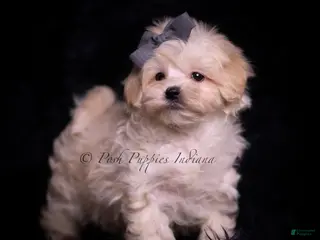 Maltipoo dogs Cuddles - Ad 34