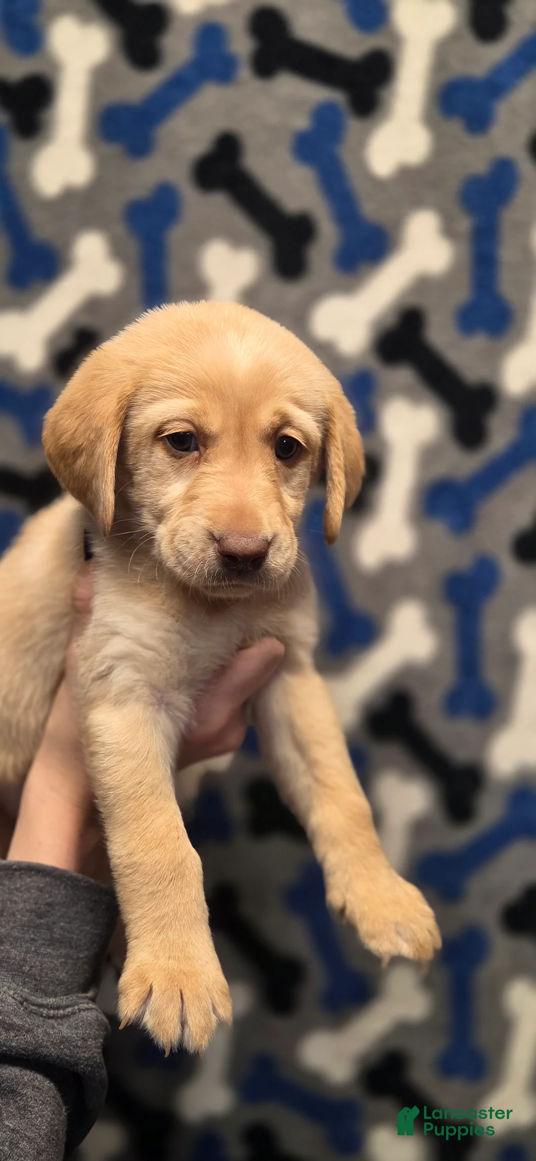 Labrador Retriever dogs for sale: Lucy - Ad 1