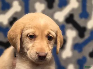 Labrador Retriever dogs Lucy - Ad 13