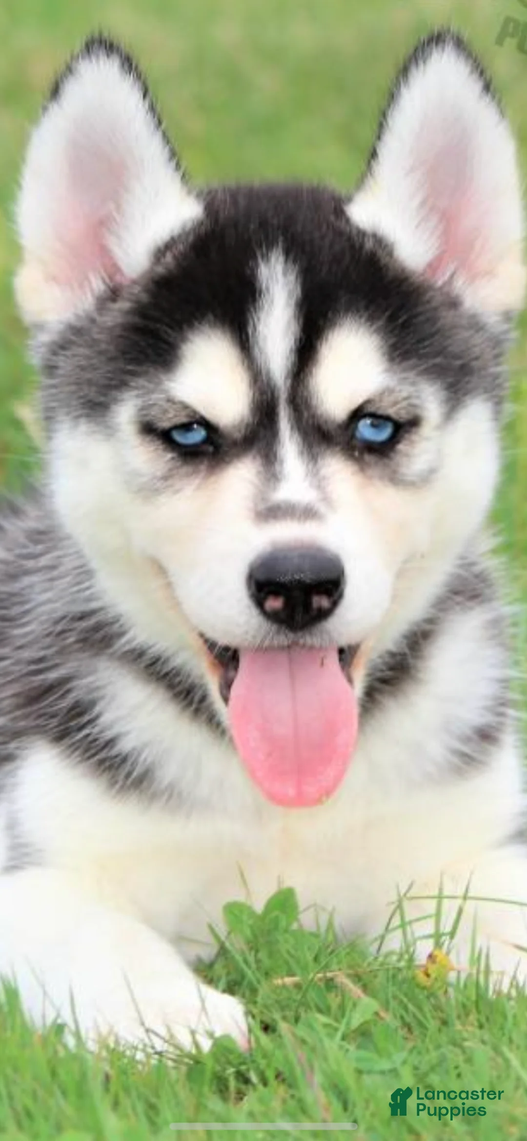 Siberian Husky dogs for sale: Just 5 year Old Adult for Sale - Ad 3