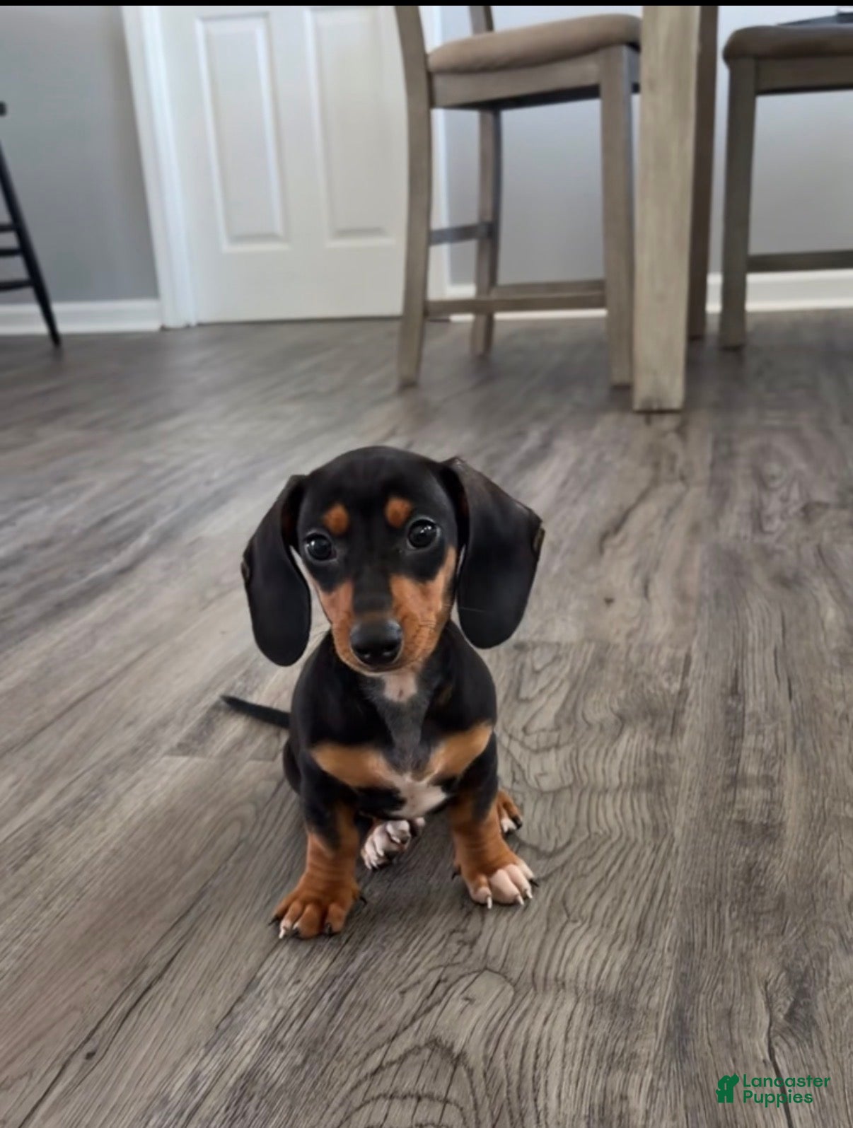 Miniature Dachshund dogs Miniature Dachshund 1 - Ad 26