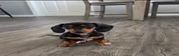 Miniature Dachshund dogs for sale: Miniature Dachshund 1 - Ad 1