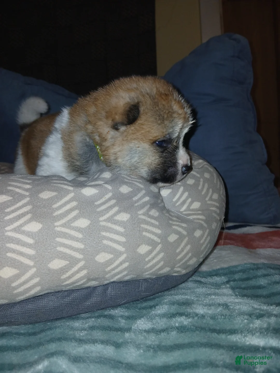 Akita dogs for sale: Ash - Ad 2