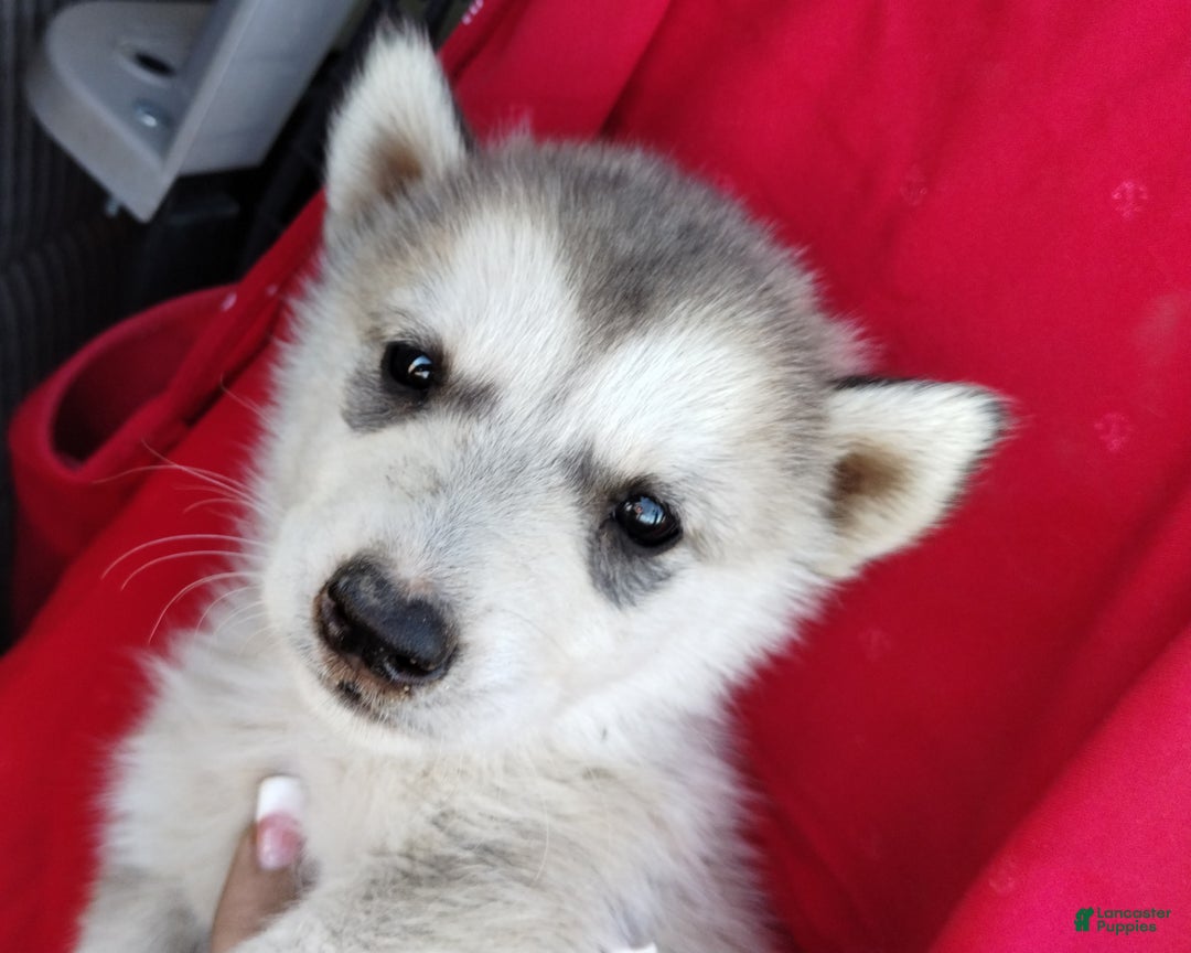 Alaskan Husky dogs for sale: Alaskan Husky Puppy 3 - Ad 2