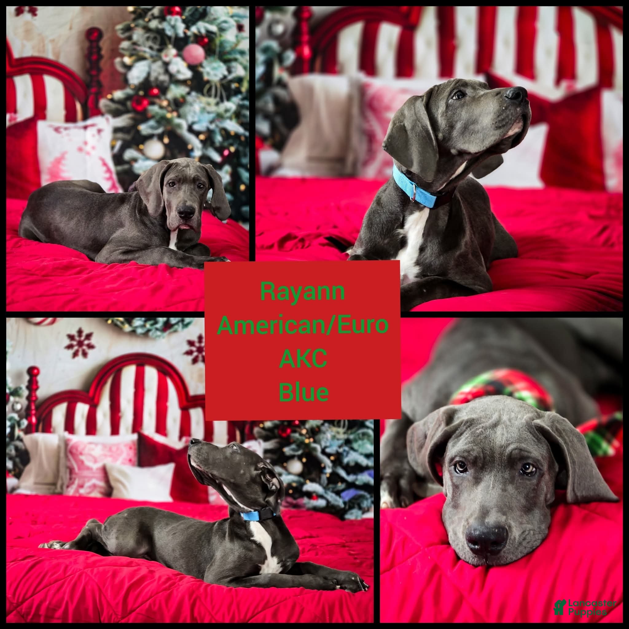 Great Dane dogs Rayaan - Ad 2