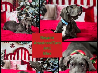 Great Dane dogs Rayaan - Ad 2