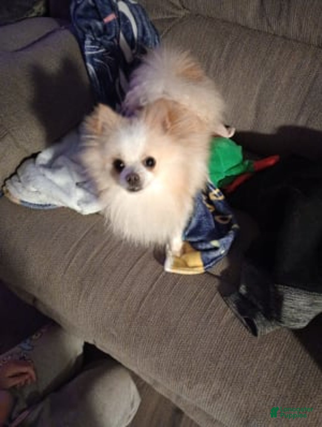 Gallery Image {{count}}