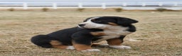 Greater Swiss Mountain Dog dogs for sale: Eve - Ad 4