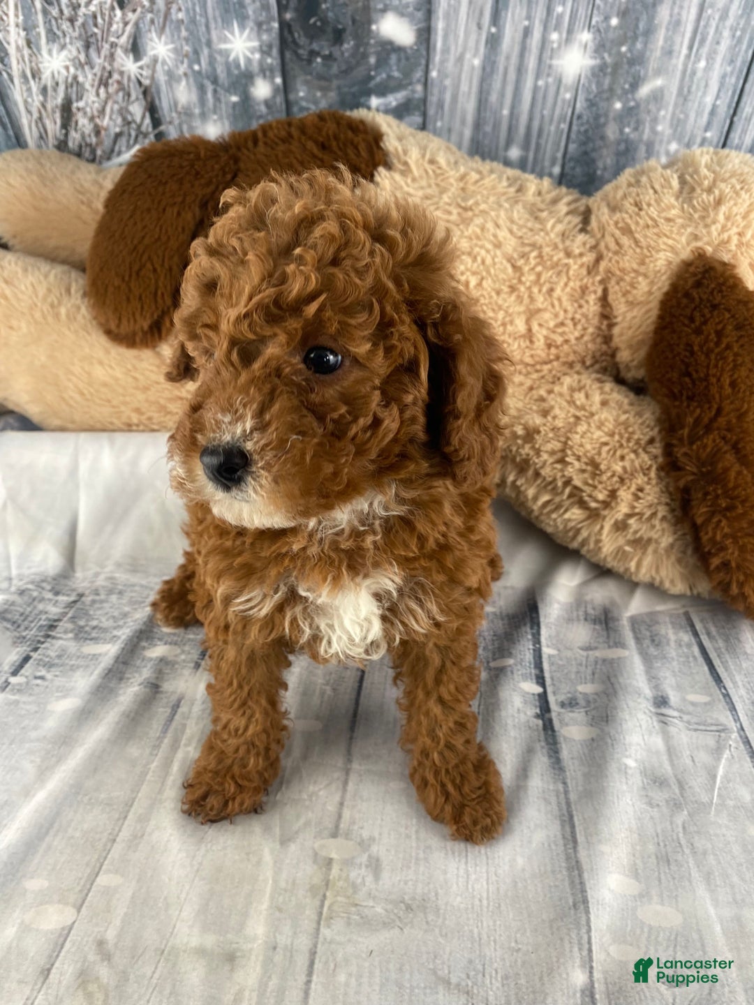 Miniature Poodle dogs for sale: Frankie - Ad 7