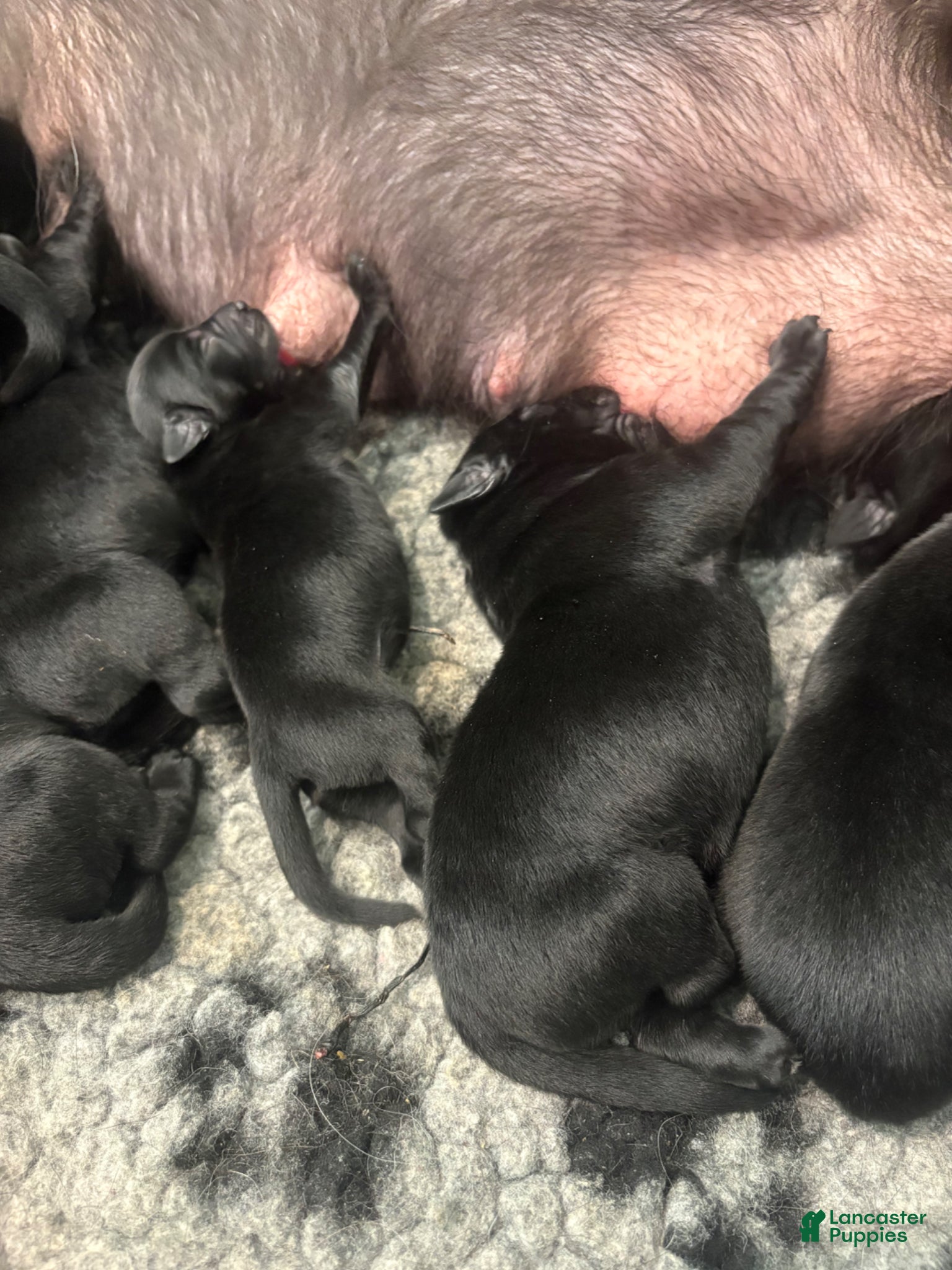 Labrador Retriever dogs Labrador Retriever Puppy 10 - Ad 10