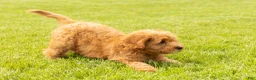 Mini Goldendoodle dogs for sale: Benny - Ad 6