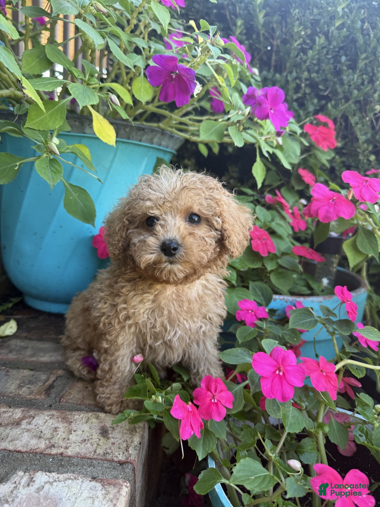 Mini Aussiedoodle dogs for sale: Teddy  - Ad 10