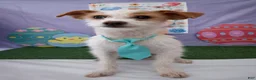 Jack Russell Terrier dogs for sale: Jack Russell Terrier Puppy 1 - Ad 3