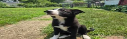 Border Collie dogs for sale: Honey - Ad 2