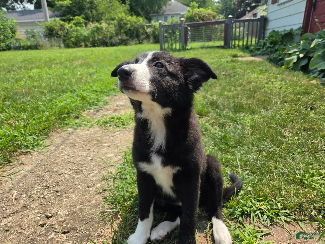 Border Collie dogs for sale: Honey - Ad 2