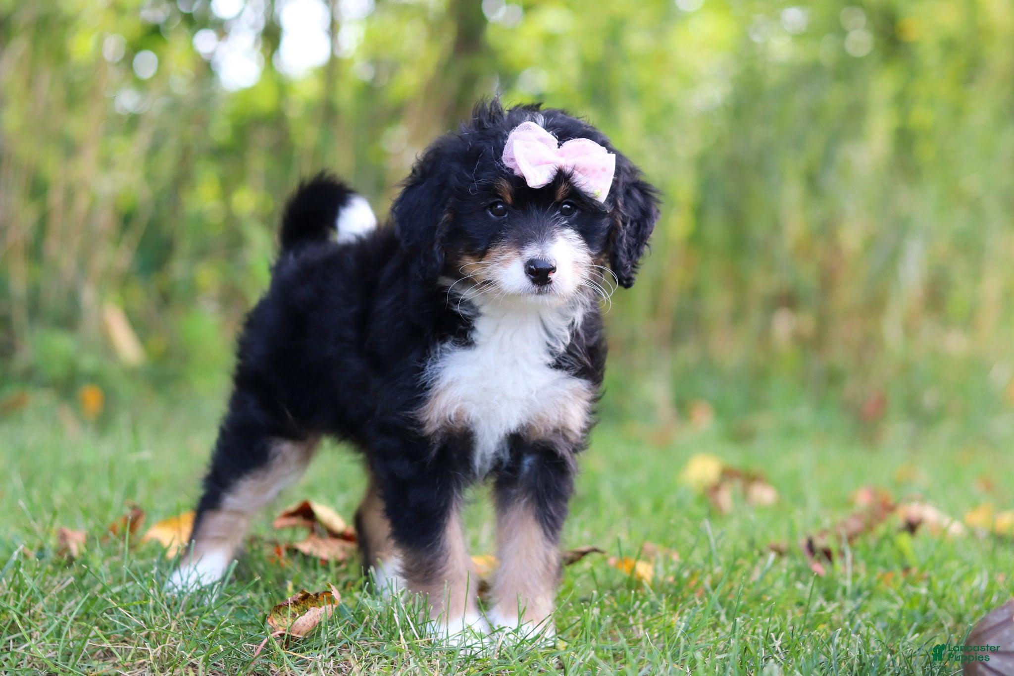 Mini Bernedoodle dogs Asia💖 - Ad 2