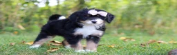 Mini Bernedoodle dogs for sale: Asia💖 - Ad 2