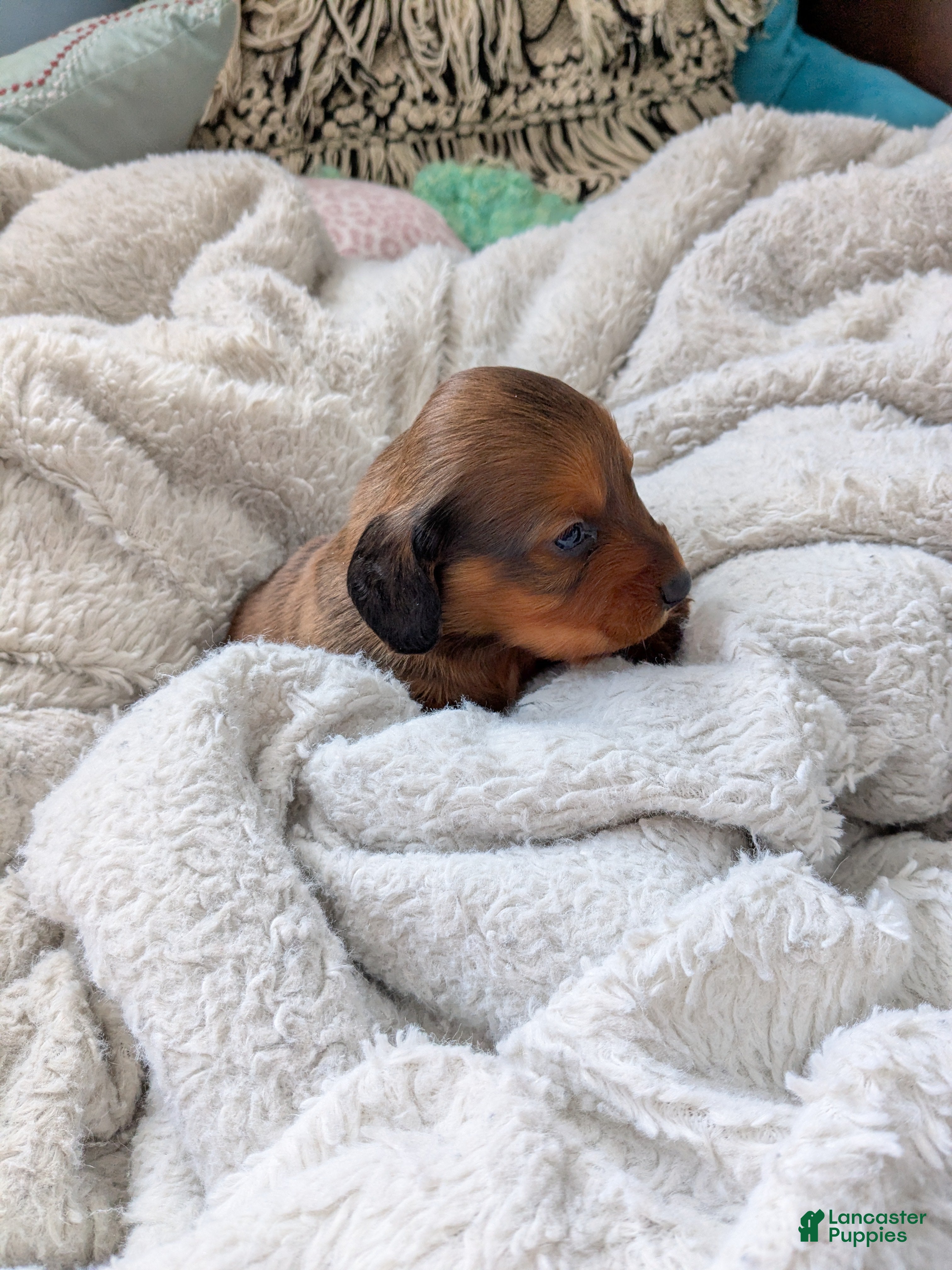 Dachshund dogs Dachshund Puppy 2 - Ad 37