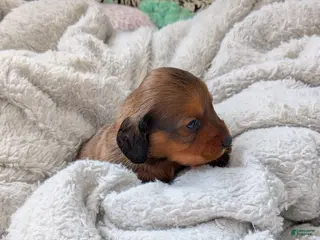 Dachshund dogs Dachshund Puppy 2 - Ad 37