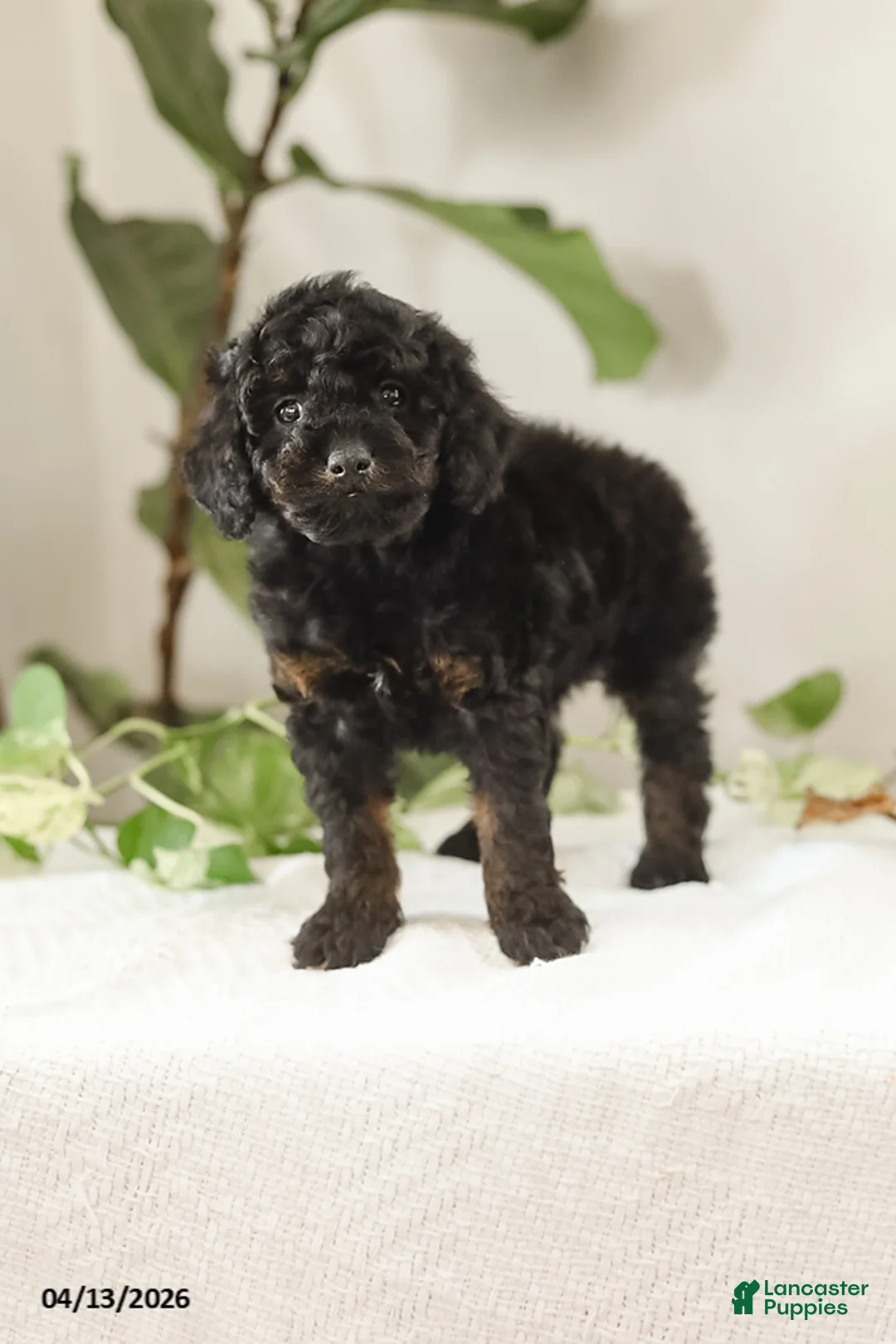 Miniature Poodle dogs for sale: Miles - Ad 1