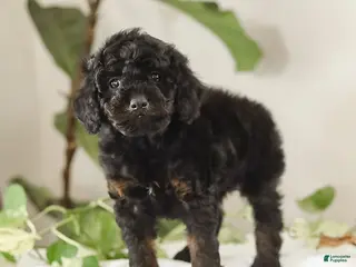 Miniature Poodle dogs for sale: Miles - Ad 3