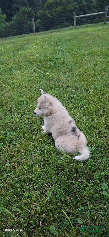 Mixed Breed dogs Oliver - Ad 2