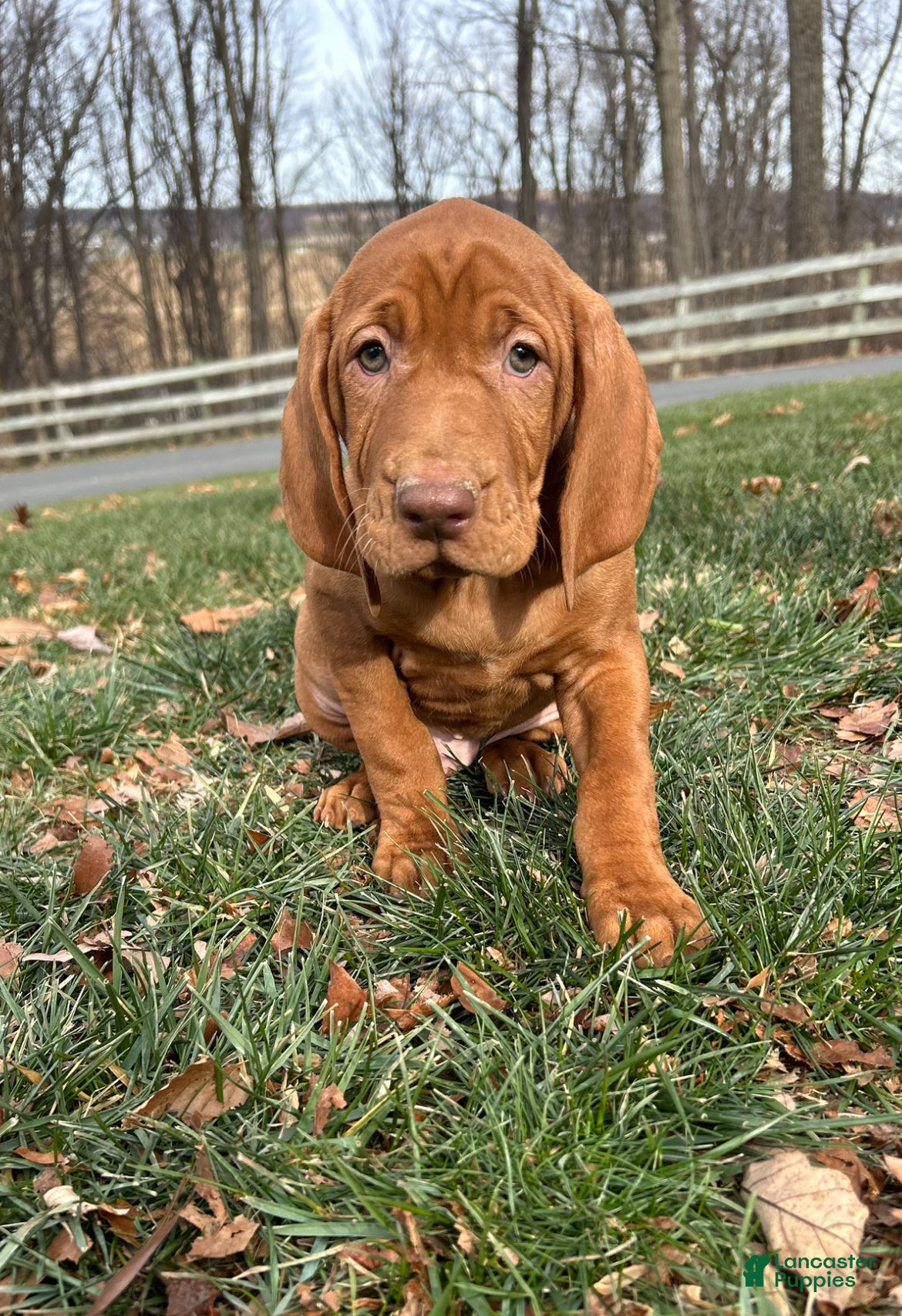 Vizsla dogs Valor - Ad 22