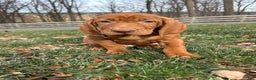 Vizsla dogs for sale: Valor - Ad 1