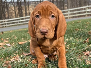 Vizsla dogs Valor - Ad 14