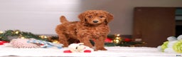 Standard Poodle dogs for sale: Lainey - Ad 1