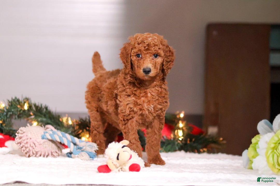 Standard Poodle dogs for sale: Lainey - Ad 1