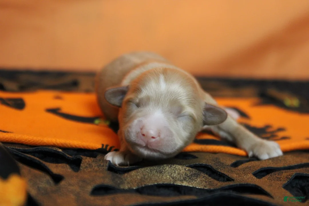Havapoo dogs for sale: Athos  - Ad 2