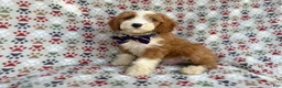 Cavapoo dogs for sale: Cash - Ad 6