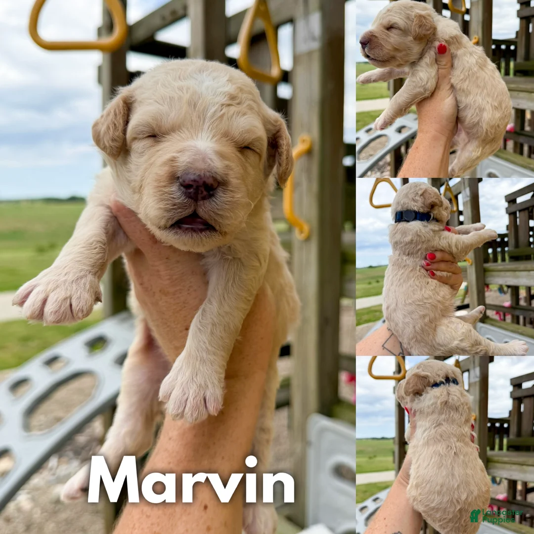 Goldendoodle dogs for sale: Marvin - F1b - Ad 1
