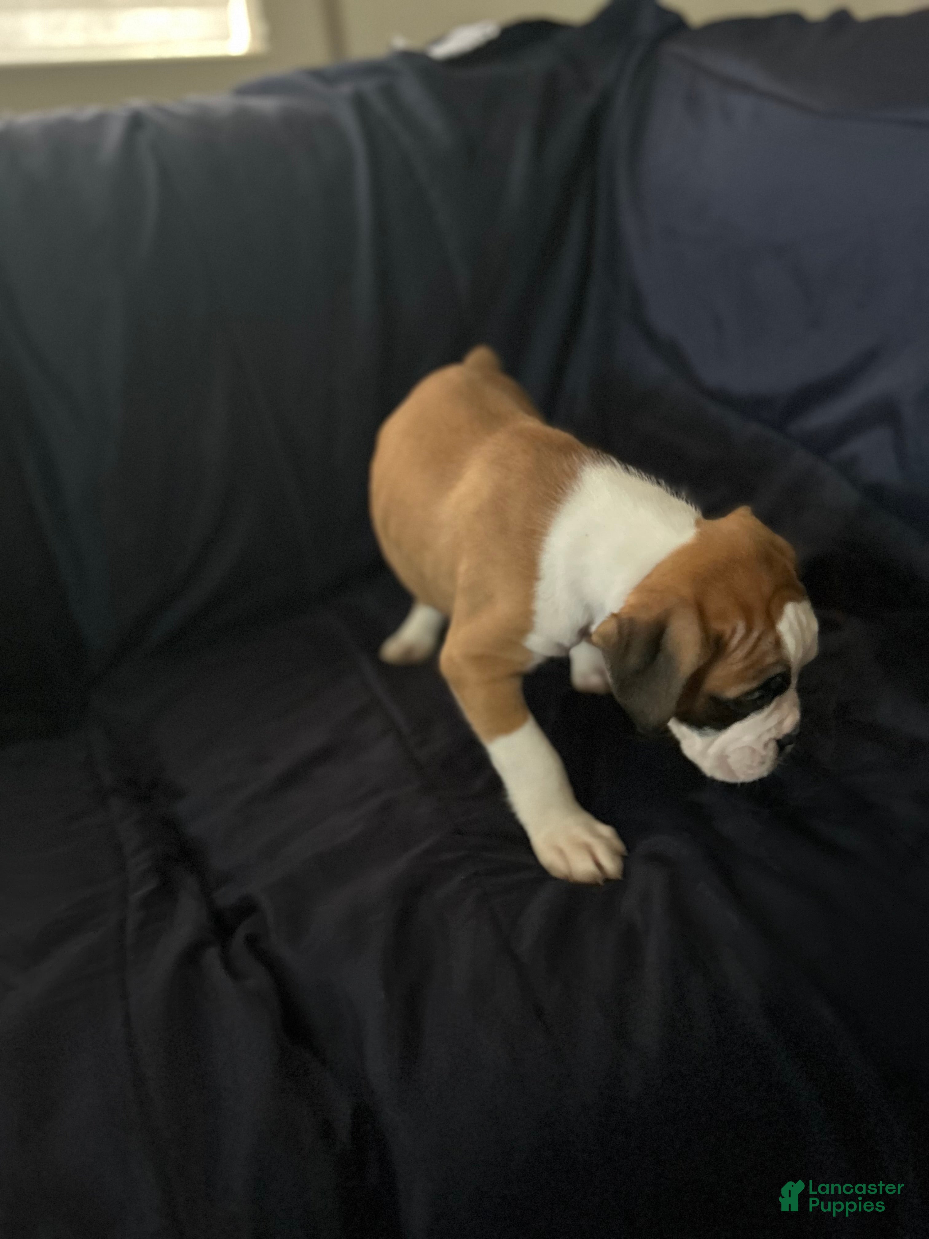 Boxer dogs Bear  - Ad 2