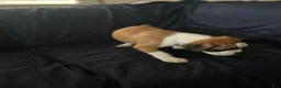 Boxer dogs for sale: Bear  - Ad 2