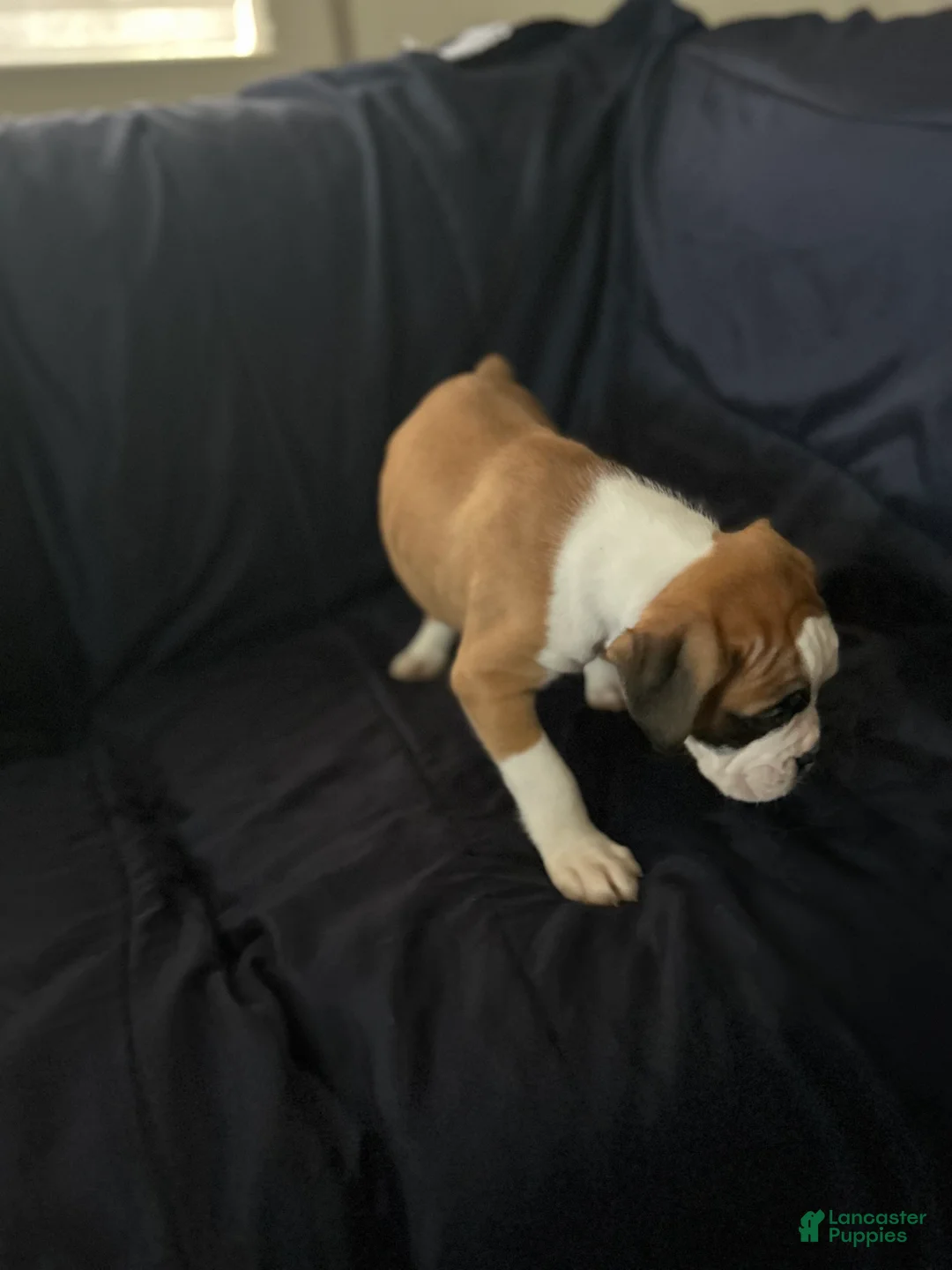 Boxer dogs for sale: Bear  - Ad 2