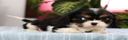Cavalier King Charles Spaniel dogs for sale: Pixel - Ad 9