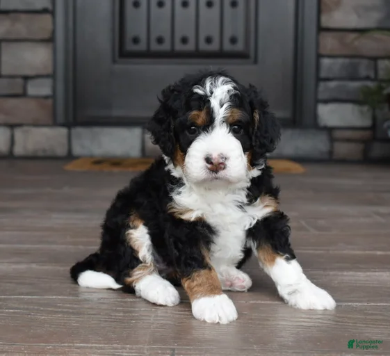 Gallery Image {{count}}