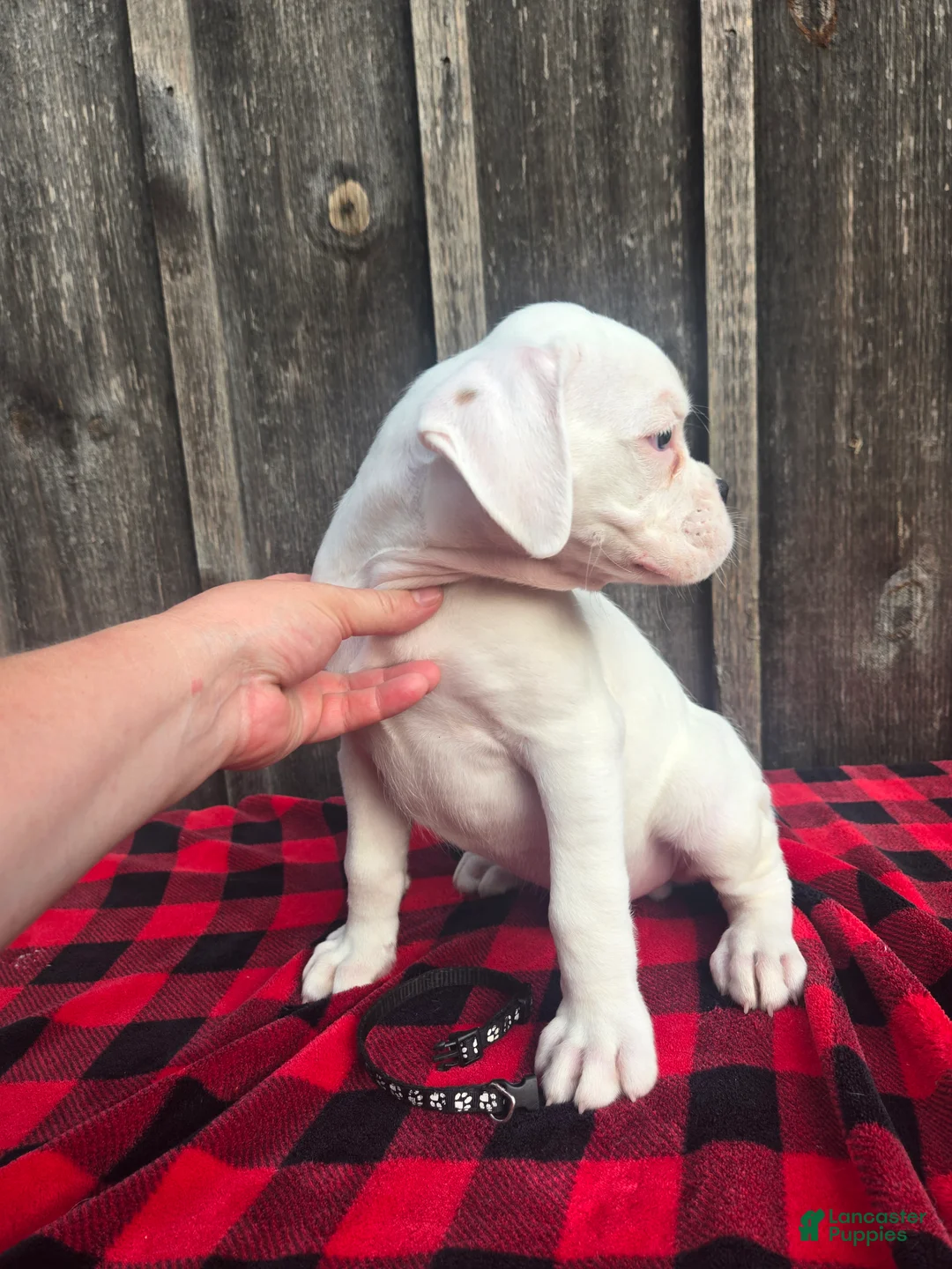 Boxer dogs for sale: Brock - Ad 2