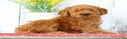 Mini Goldendoodle dogs for sale: Kimmy - Ad 4