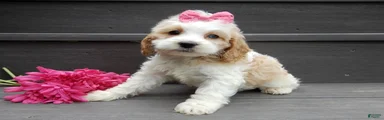 Dolly