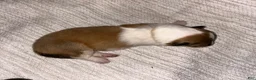 Collie dogs for sale: August - reserved for Barbara  - Ad 3