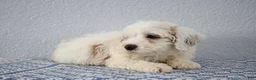 Mini Goldendoodle dogs for sale: Vlad - Ad 11