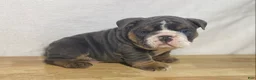 English Bulldog dogs for sale: Cali - Ad 9